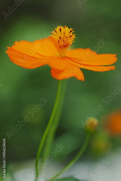 Fototapeta 秋の新緑に咲くキバナコスモス