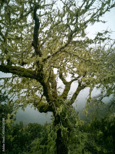 Fototapeta Enchanted Forest