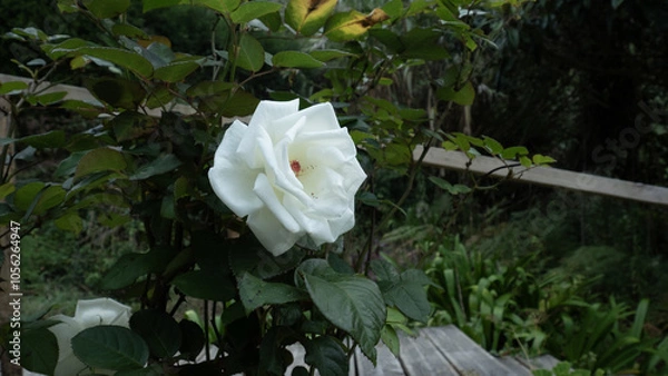 Obraz Rose in the garden