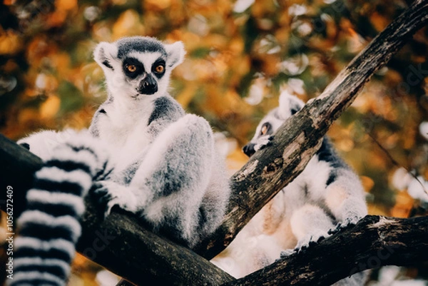 Fototapeta Close Up von einem Katta (Lemur catta) in herbstlicher Abendsonne einem Freigehege