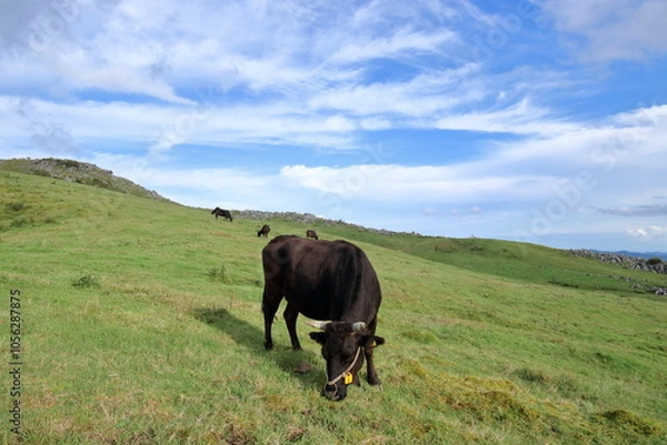 Fototapeta 四国カルストの放牧牛　秋始め　（高知県　梼原町　五段高原）