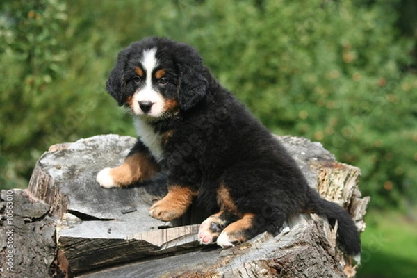 Fototapeta chiot bouvier bernois pas rassuré sur un tronc d'arbre