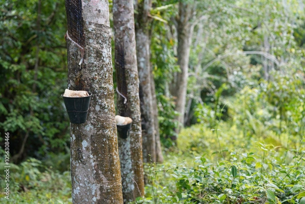 Obraz Rubber trees