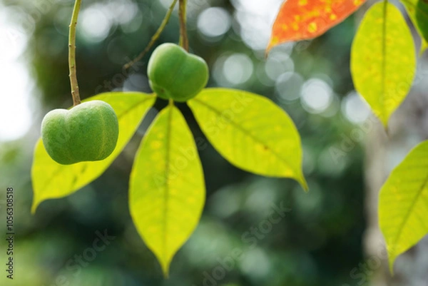 Obraz Rubber tree fruits