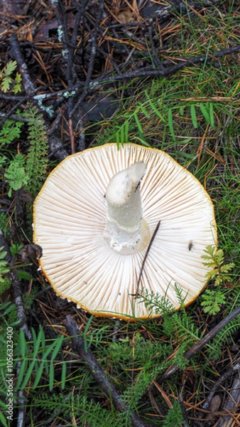Obraz mushroom in the grass