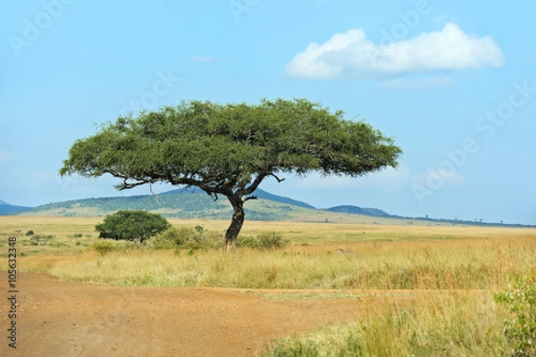 Fototapeta Tree Masai Mara