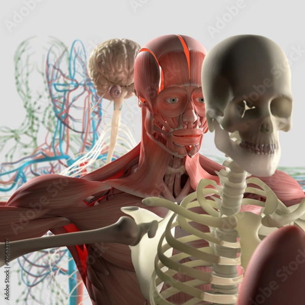 Fototapeta Human anatomy exploded view, deconstructed showing separate parts, muscles, organs, bones. Creative color palettes and designer detail.