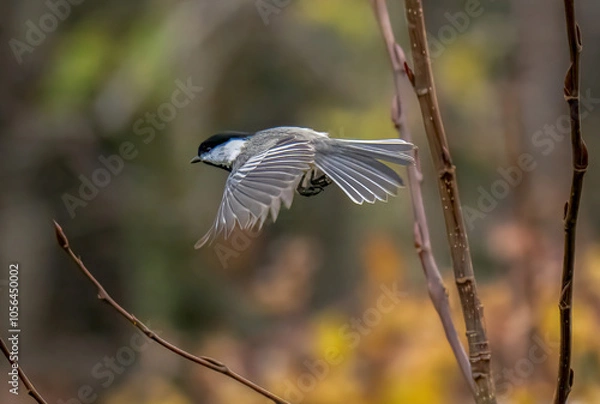 Obraz Chickadee in flight