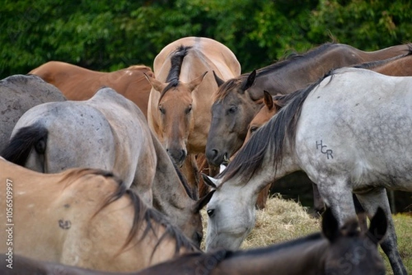 Obraz horses in the field