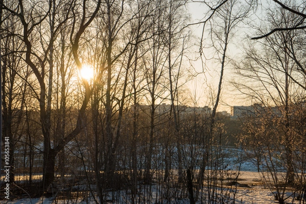 Fototapeta Footpath in a snowy deciduous forest during sunset and sun glowing through trees
