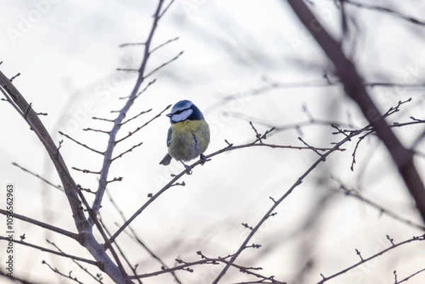 Fototapeta A colorful bird sits on frostcovered branches, showcasing natures beauty in a serene winter setting