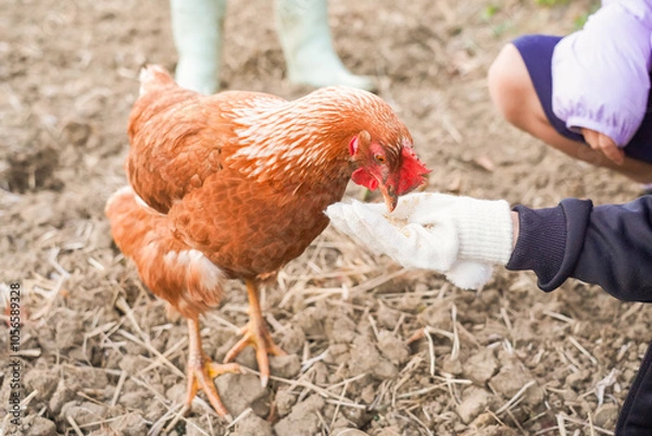 Fototapeta 餌を食べるチャボ