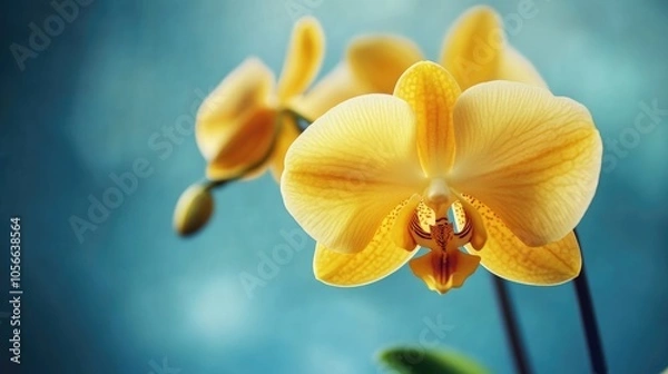 Fototapeta Close up of a yellow orchid flower against a blue background Beautiful Phalaenopsis orchid blooms A botanical theme featuring spacious design