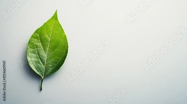 Fototapeta Copy space with a single leaf on a plain background.