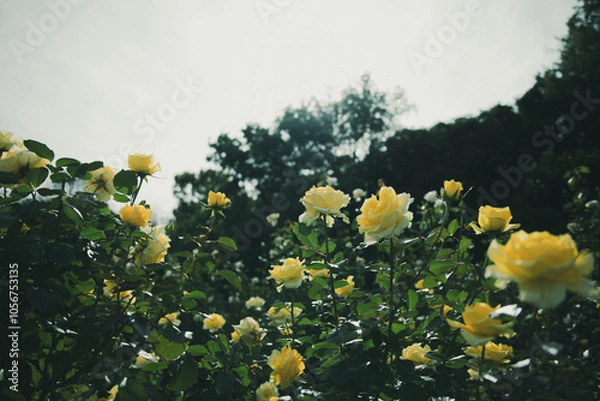 Obraz 秋に咲く薔薇の花