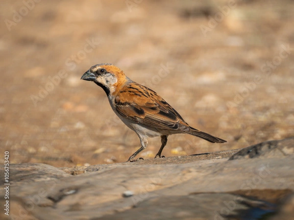 Fototapeta Rostsperling (Passer motitensis)