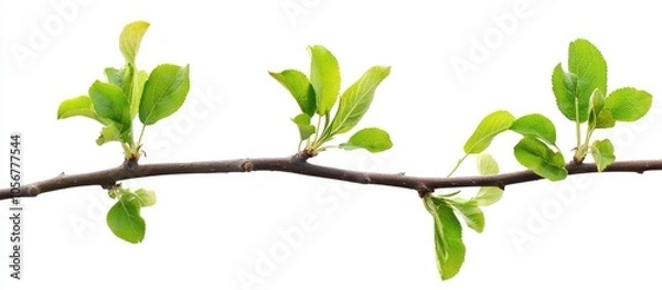 Fototapeta Apple Tree Branch Isolated On White Background Close Up Fruit Tree Sprouts Isolate