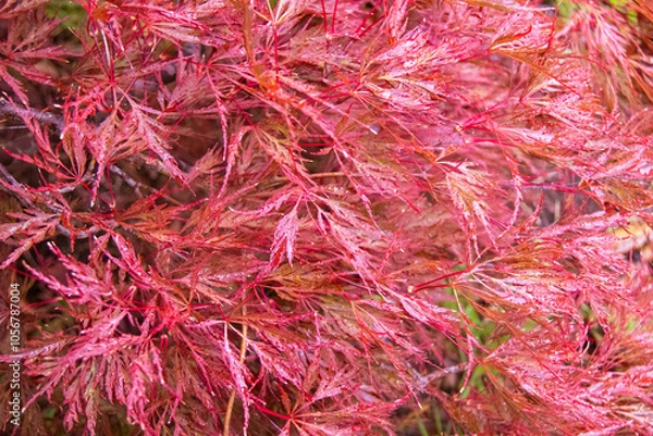 Obraz 濡れているイロハモミジ