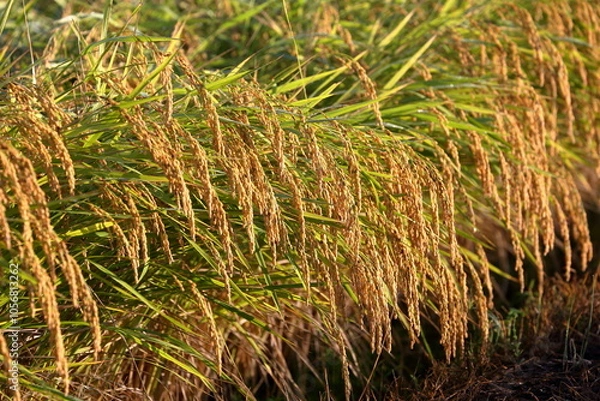 Obraz 頭をたれる山田錦