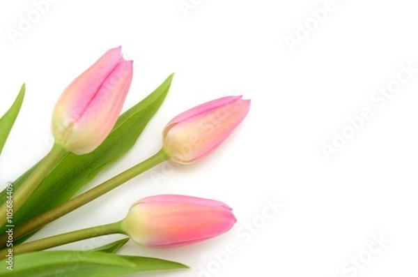 Fototapeta 花の背景