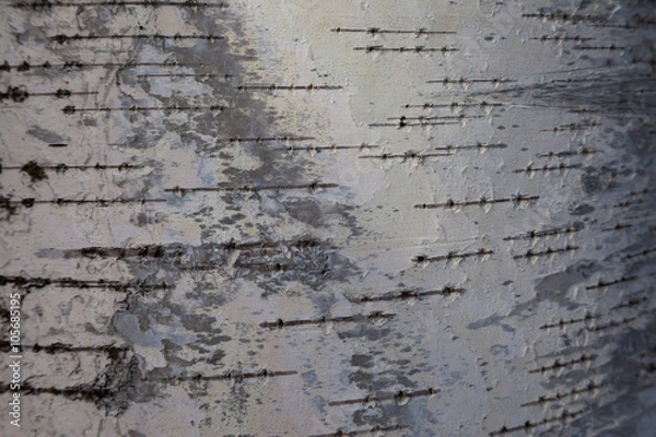 Fototapeta Birch bark background