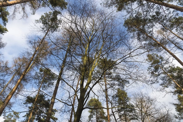 Fototapeta tree in the forest