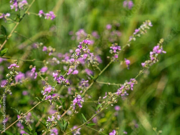 Fototapeta 大和川沿いに咲くアレチヌスビトハギの花