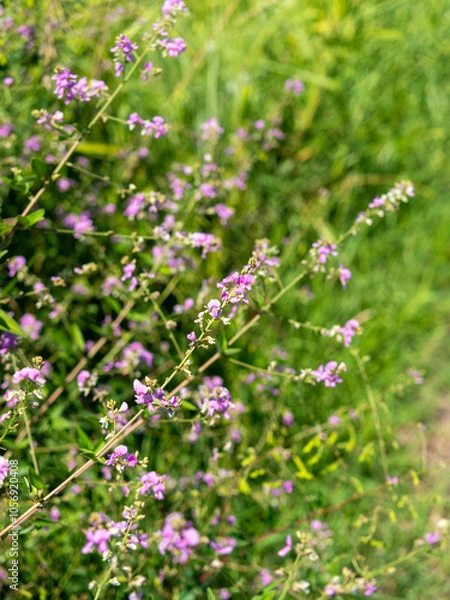 Fototapeta 大和川沿いに咲くアレチヌスビトハギの花