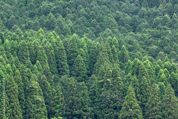 Obraz 針葉樹林の遠景