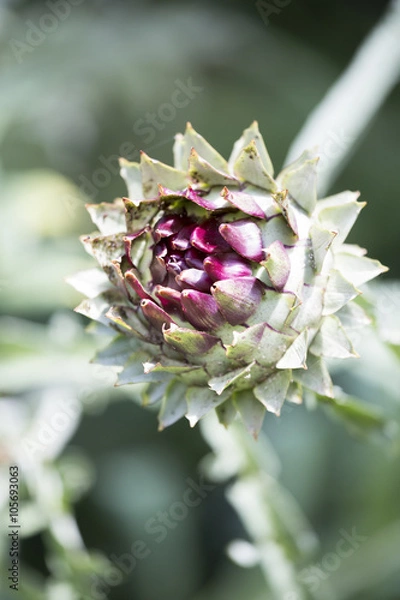 Fototapeta Globe artichoke head in portrait orientation