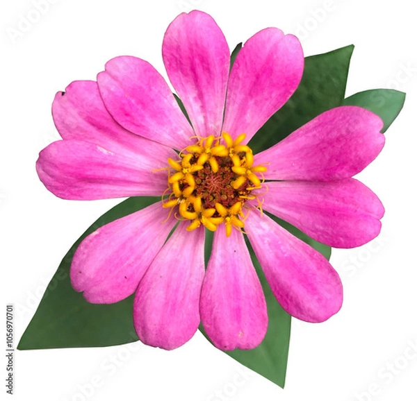 Fototapeta Close-up of pink Zinnia Flower