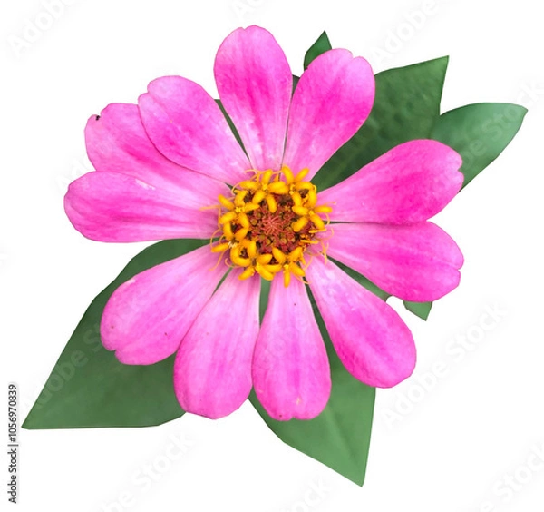 Fototapeta Close-up of pink Zinnia Flower