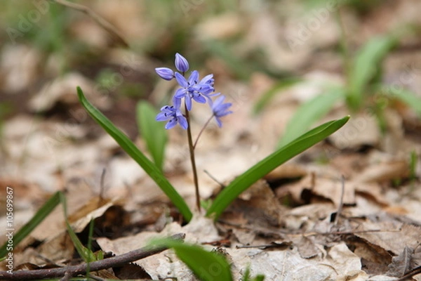 Obraz Two-leaf squill - first flower of spring