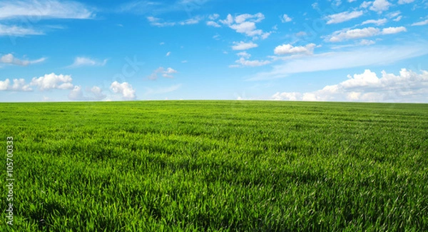 Fototapeta  field and sky