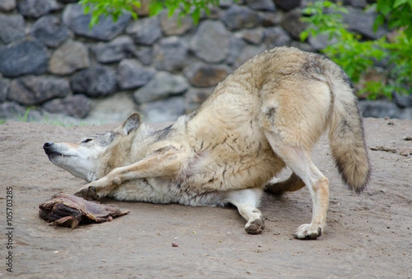 Obraz Funny playful wolf rolling on the ground