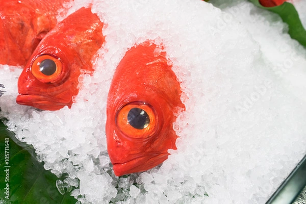 Fototapeta Ryba Kinmedai (Splendid alfonsino).