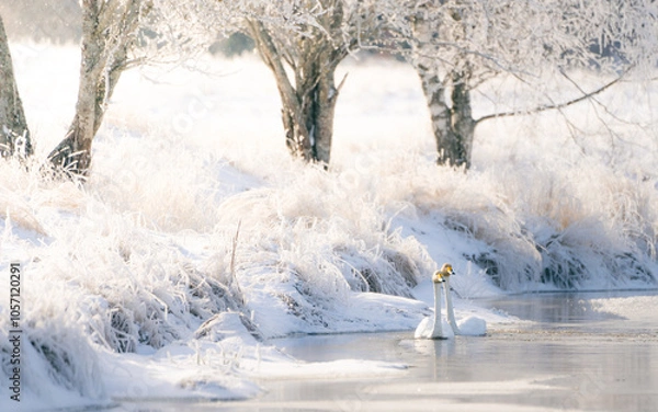 Fototapeta Whooper swan in Swedish winter lake.