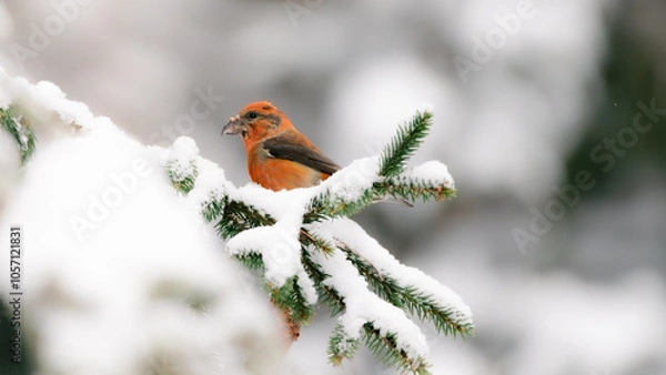 Fototapeta Bird on snowy branch. 