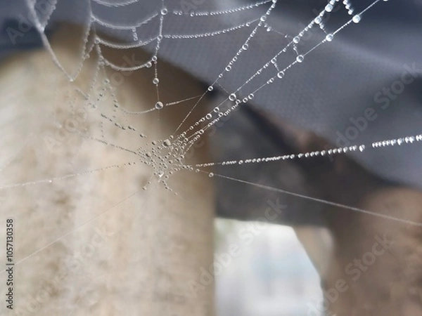 Fototapeta spider web with dew drops