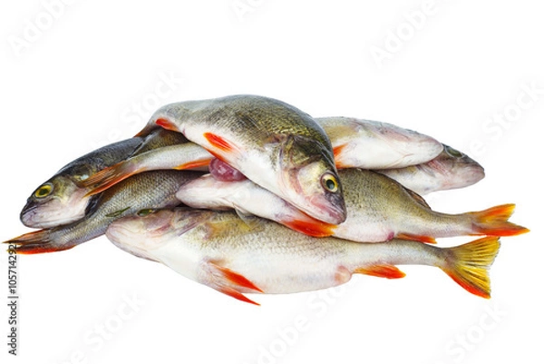 Obraz Pile of bass fish isolated on white background.
