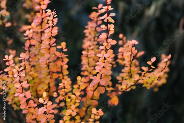 Fototapeta Abstract plants foliage close up