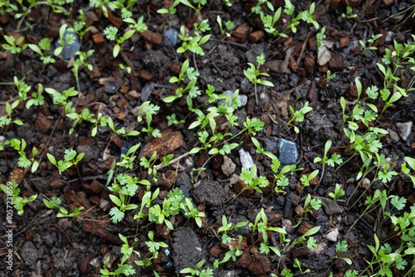 Fototapeta Green Cilantro Sprouts In The Garden