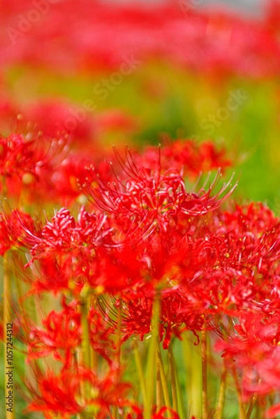 Fototapeta 群生する彼岸花