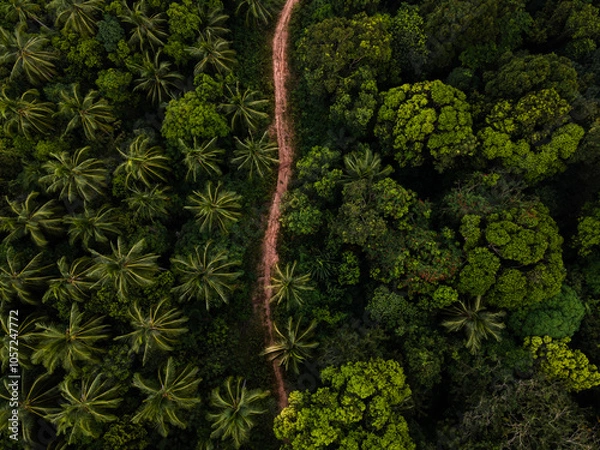 Obraz Rainforest from drone
