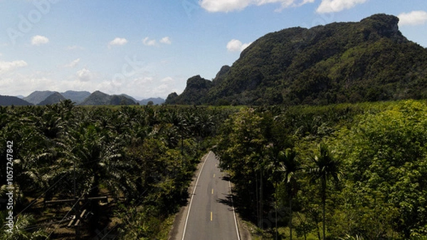 Obraz Rainforest from drone