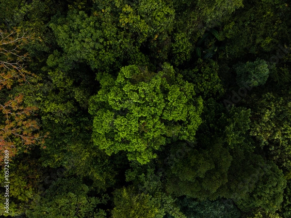 Obraz Rainforest from drone