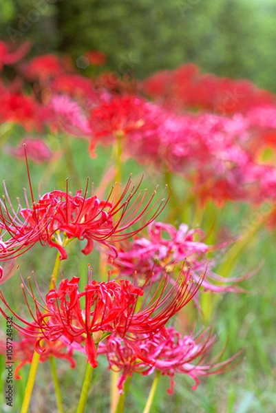 Fototapeta 群生する彼岸花