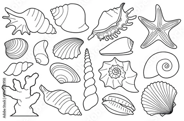 Fototapeta Hand drawn sea shells set with doodle style. line art sea shell background vector illustration.