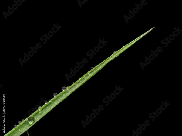 Obraz grass with water drops