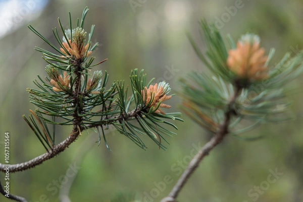 Obraz vista macro di alcuni rami di un giovane albero di pino